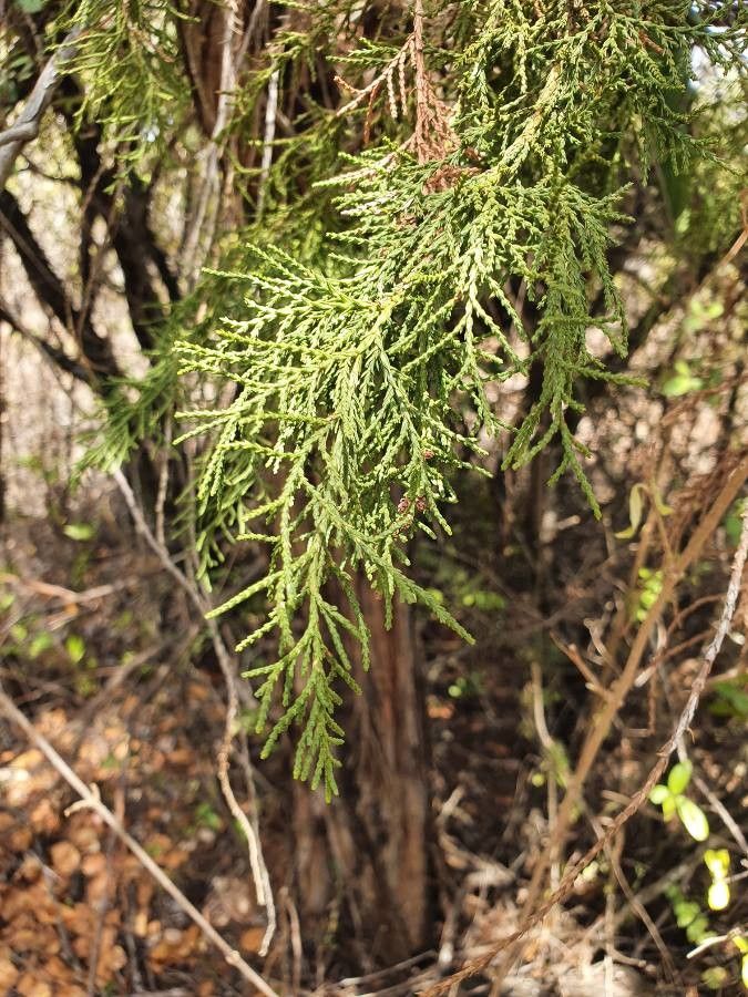 Juniperus procera leaf
