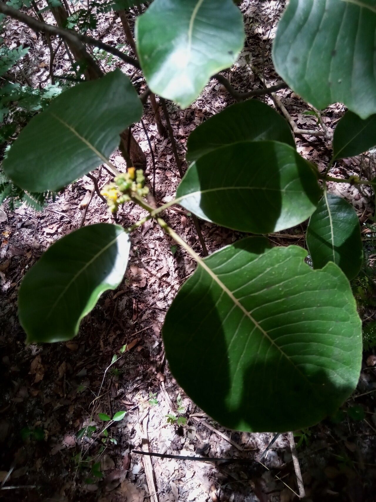 Psychotria boenyana — houseplant care guide