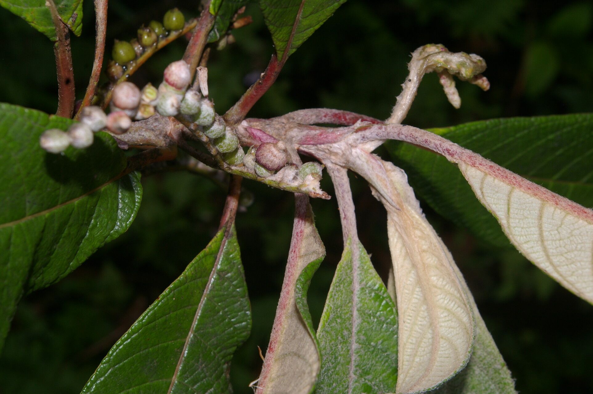 Guettarda tournefortiopsis bark