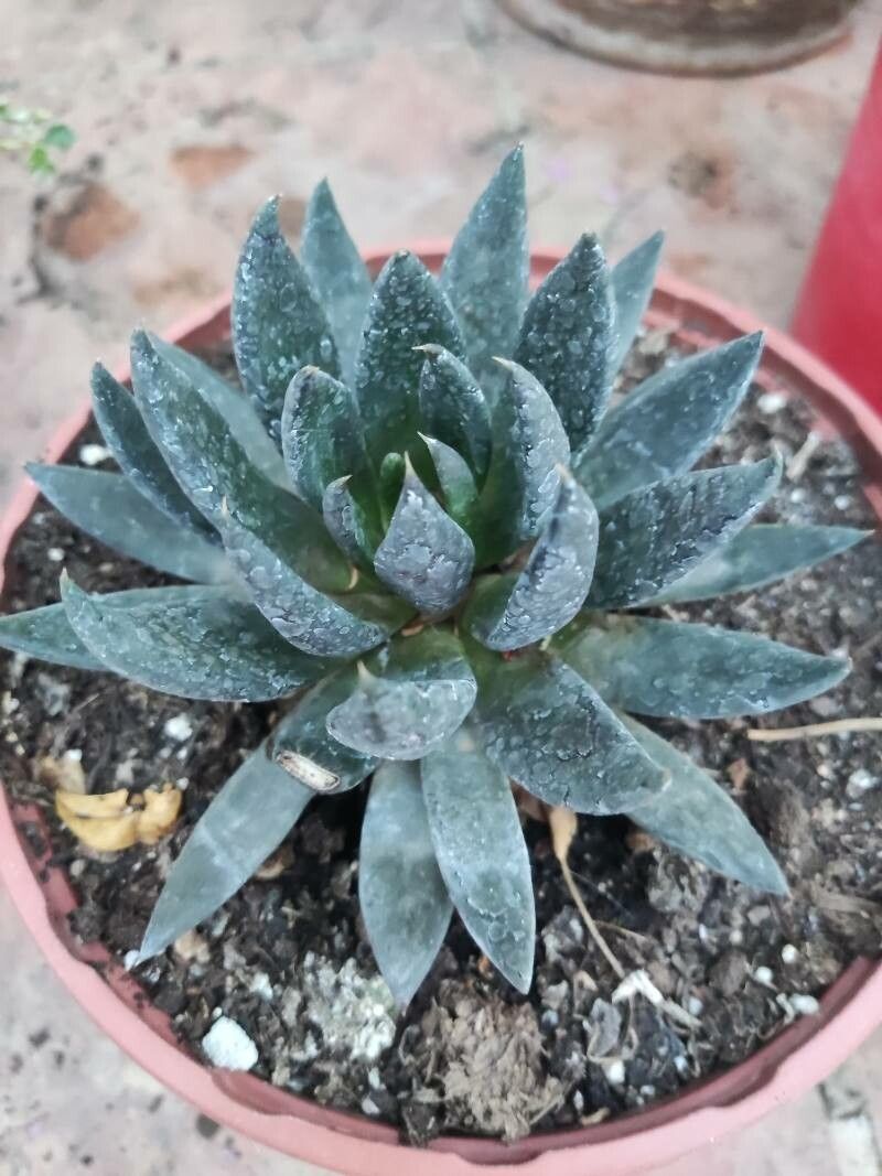 Echeveria affinis leaf