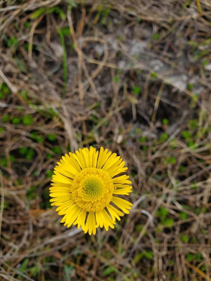 Helenium pinnatifidum flower