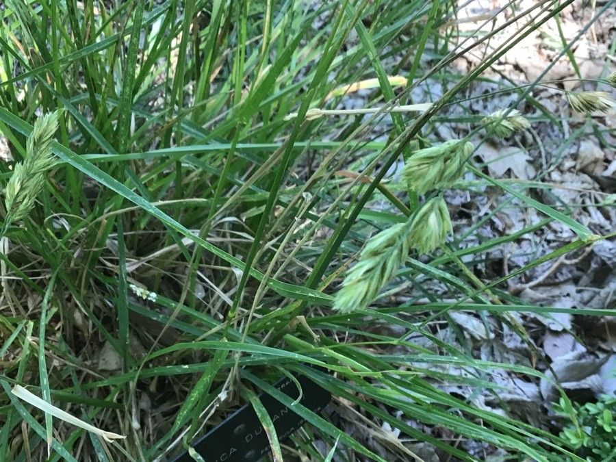 Festuca durandoi fruit