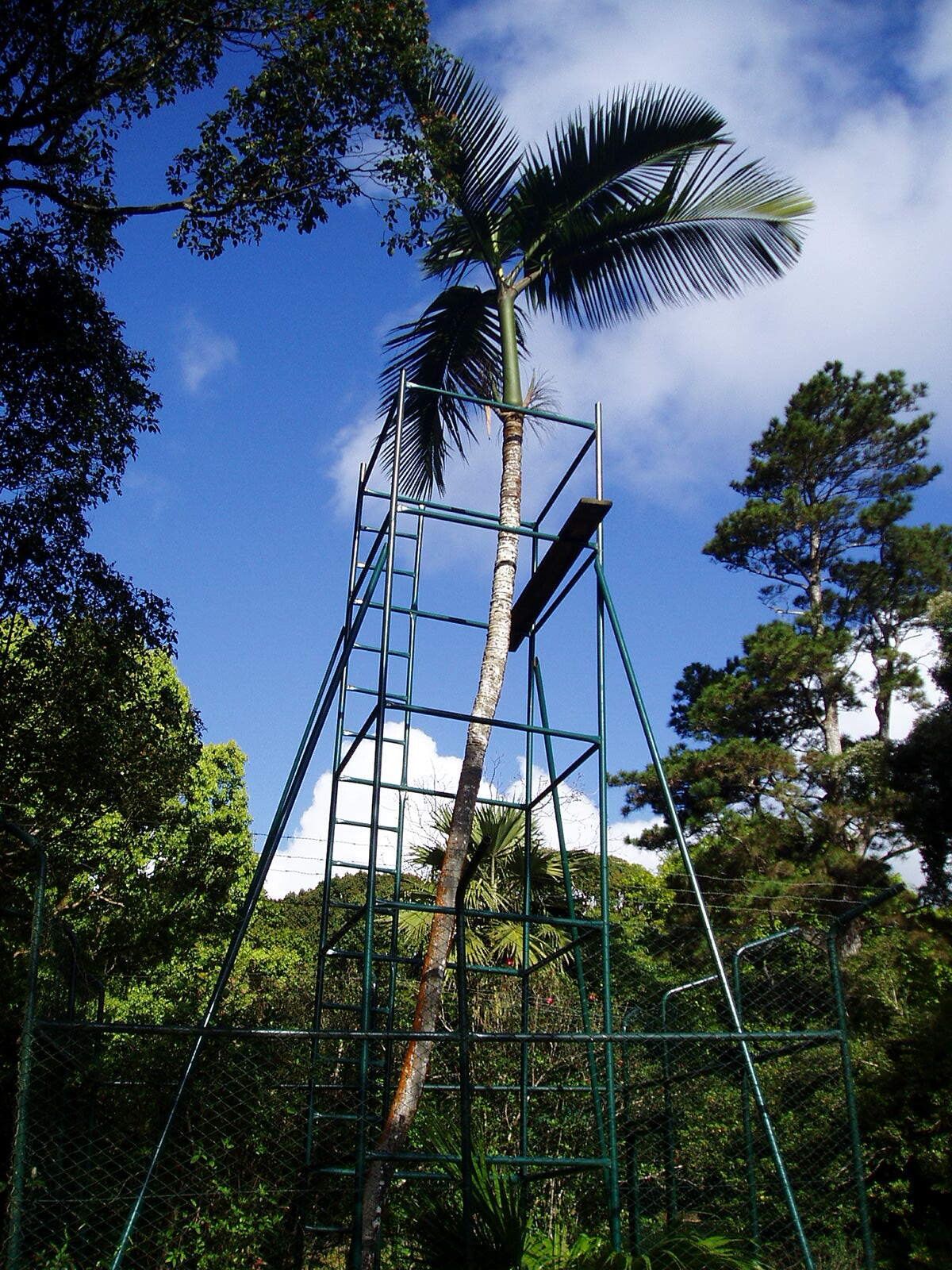 Hyophorbe amaricaulis — related species from the same genus