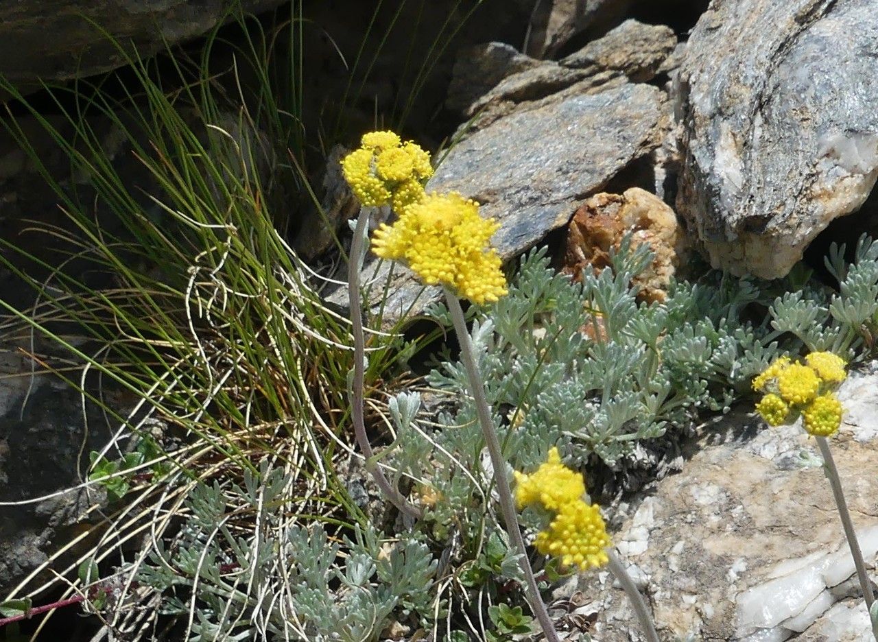 Artemisia glacialis flower