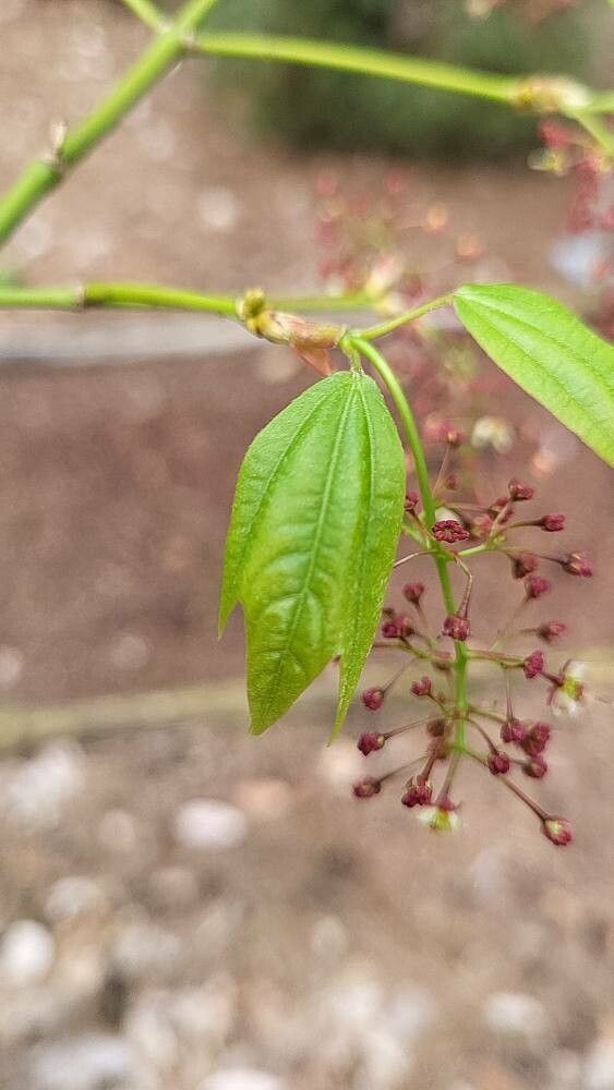 Acer calcaratum leaf