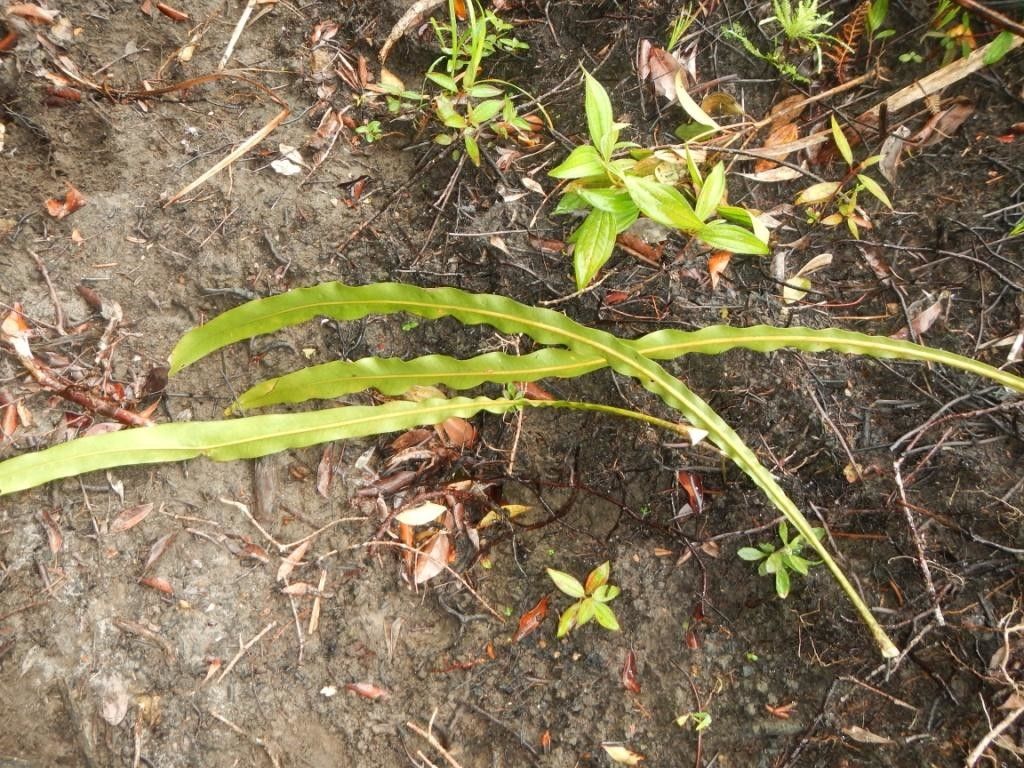 Meryta schizolaena habit
