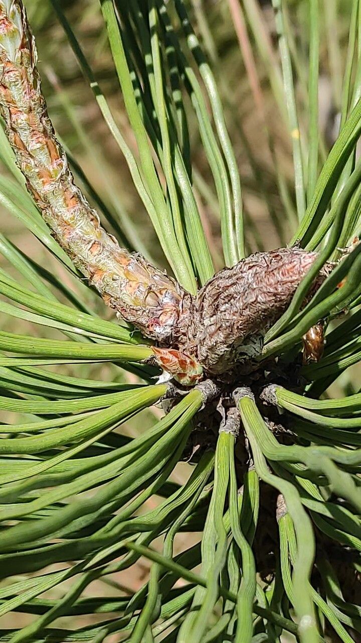 Pinus jeffreyi leaf