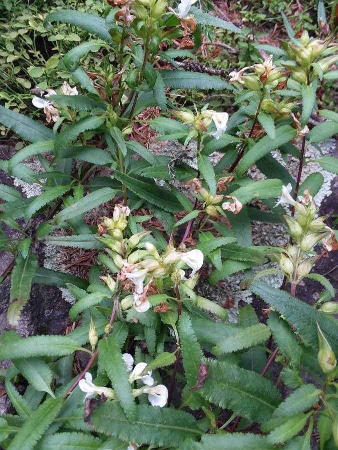Pedicularis racemosa flower