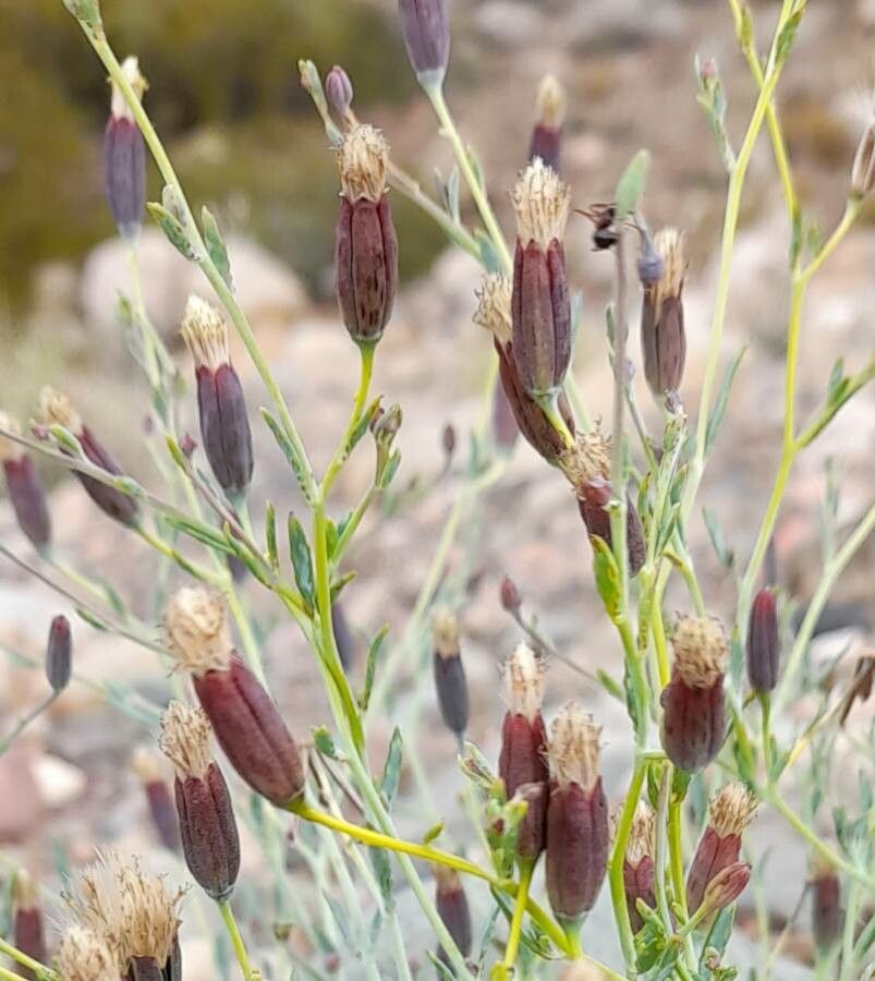 Porophyllum obscurum flower