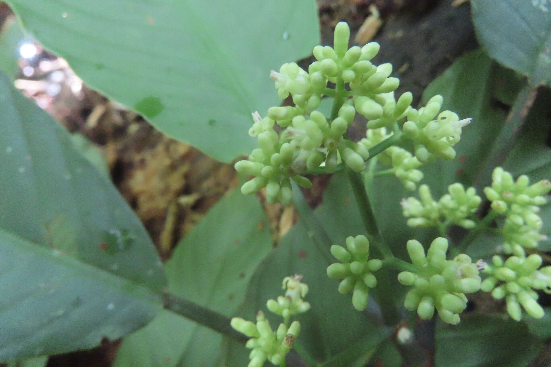 Psychotria panamensis flower