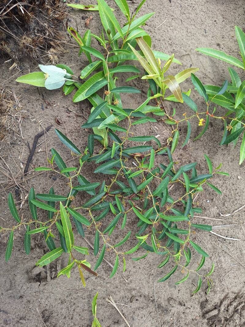 Cissus guerkeana habit