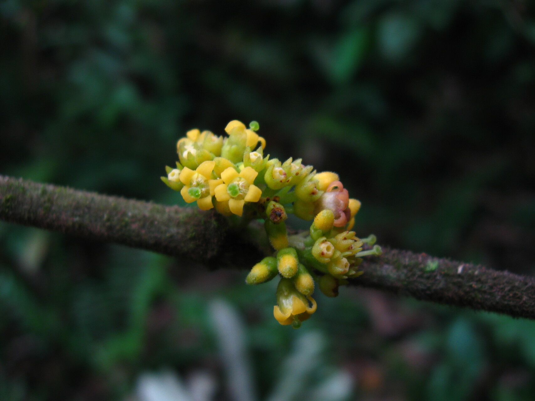 Pauridiantha dewevrei flower