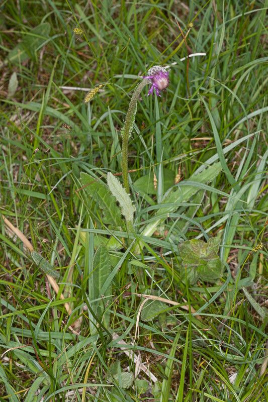 Cirsium dissectum leaf