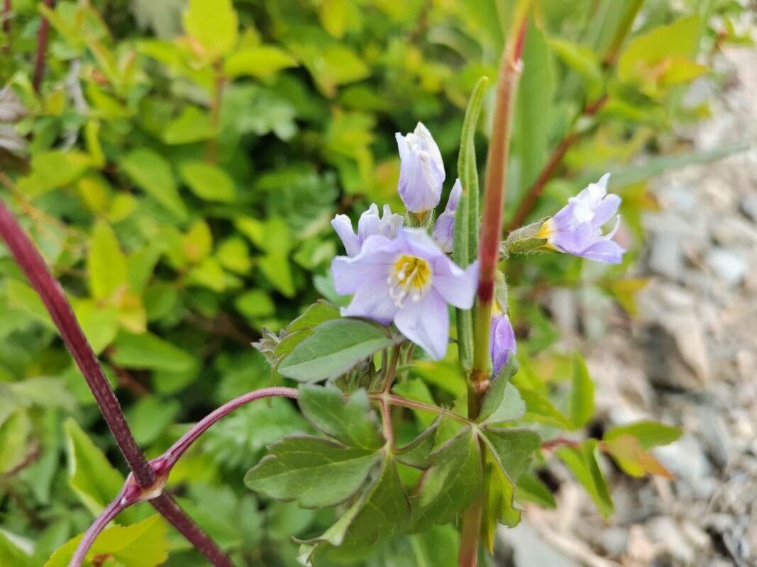 Aquilegia glandulosa — search result for 'Aquilegia'