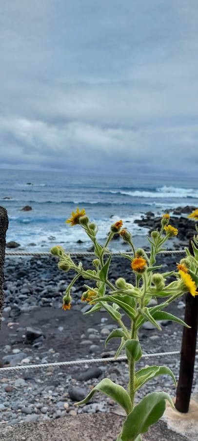 Heterotheca grandiflora flower
