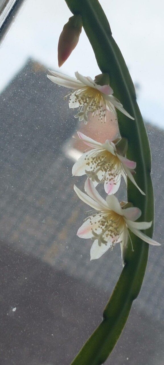 Rhipsalis Boliviana flower
