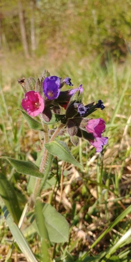 Pulmonaria obscura flower