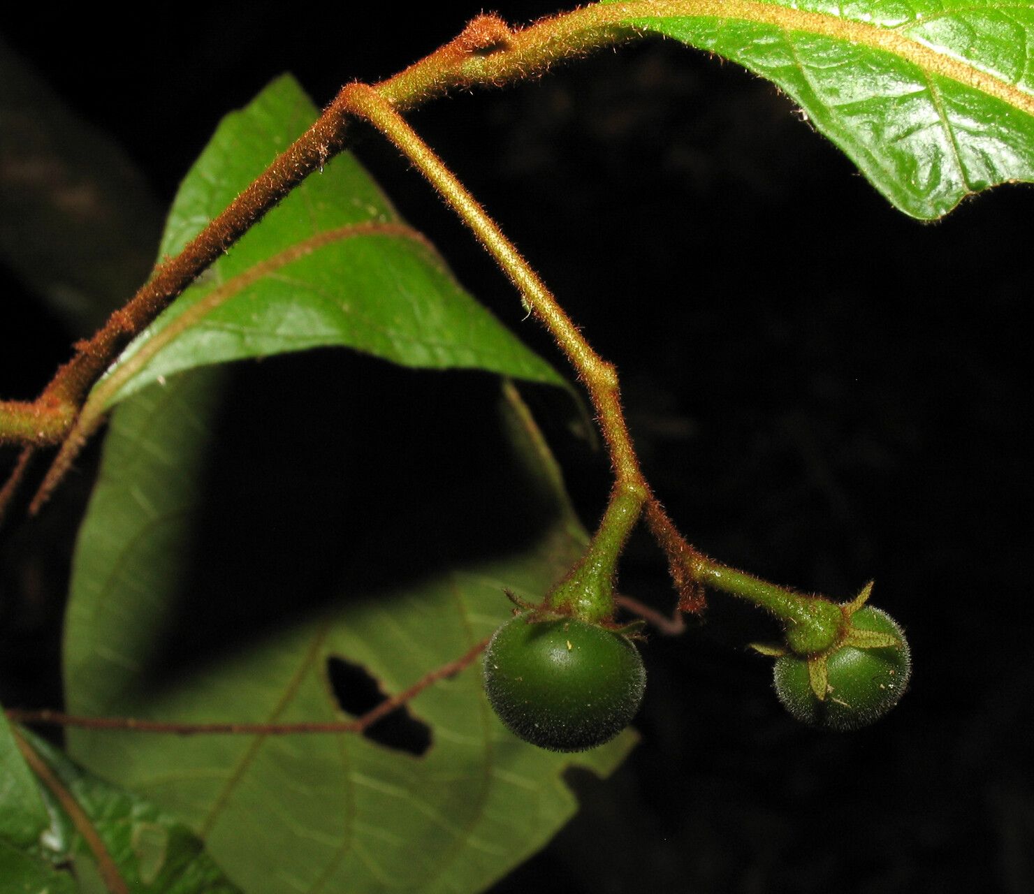 Solanum fulvidum fruit