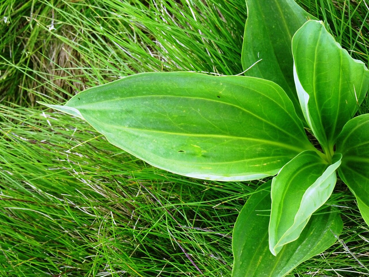 Gentiana lutea leaf