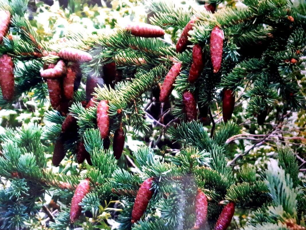 Picea engelmannii fruit