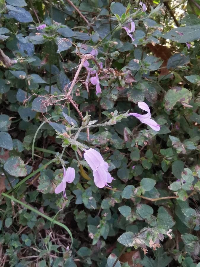 Hypoestes triflora habit