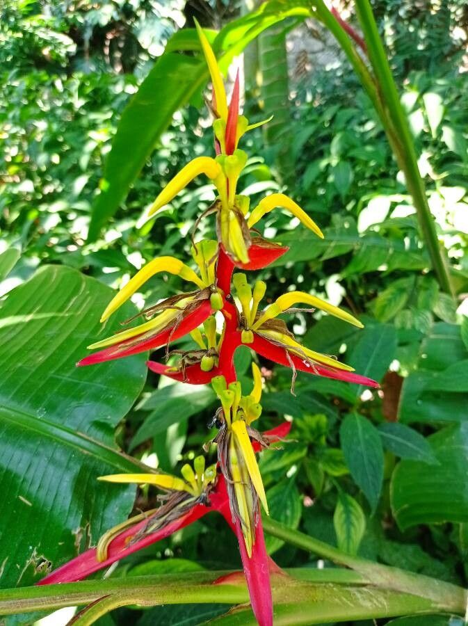 Heliconia lingulata flower