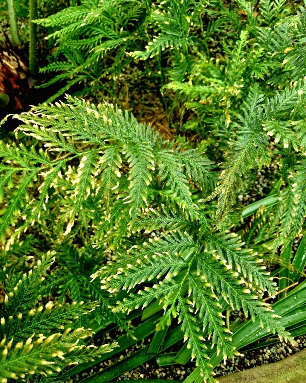 Selaginella burkei — houseplant care guide
