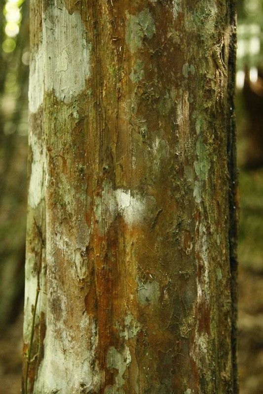 Eugenia tetramera bark