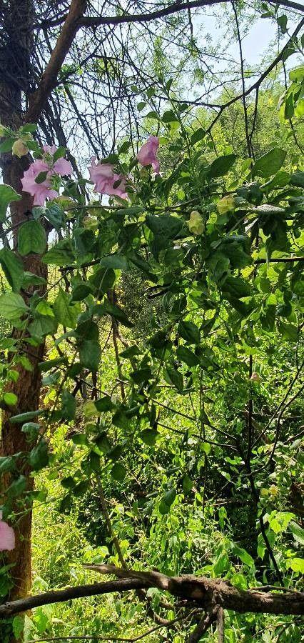 Ghikaea speciosa habit