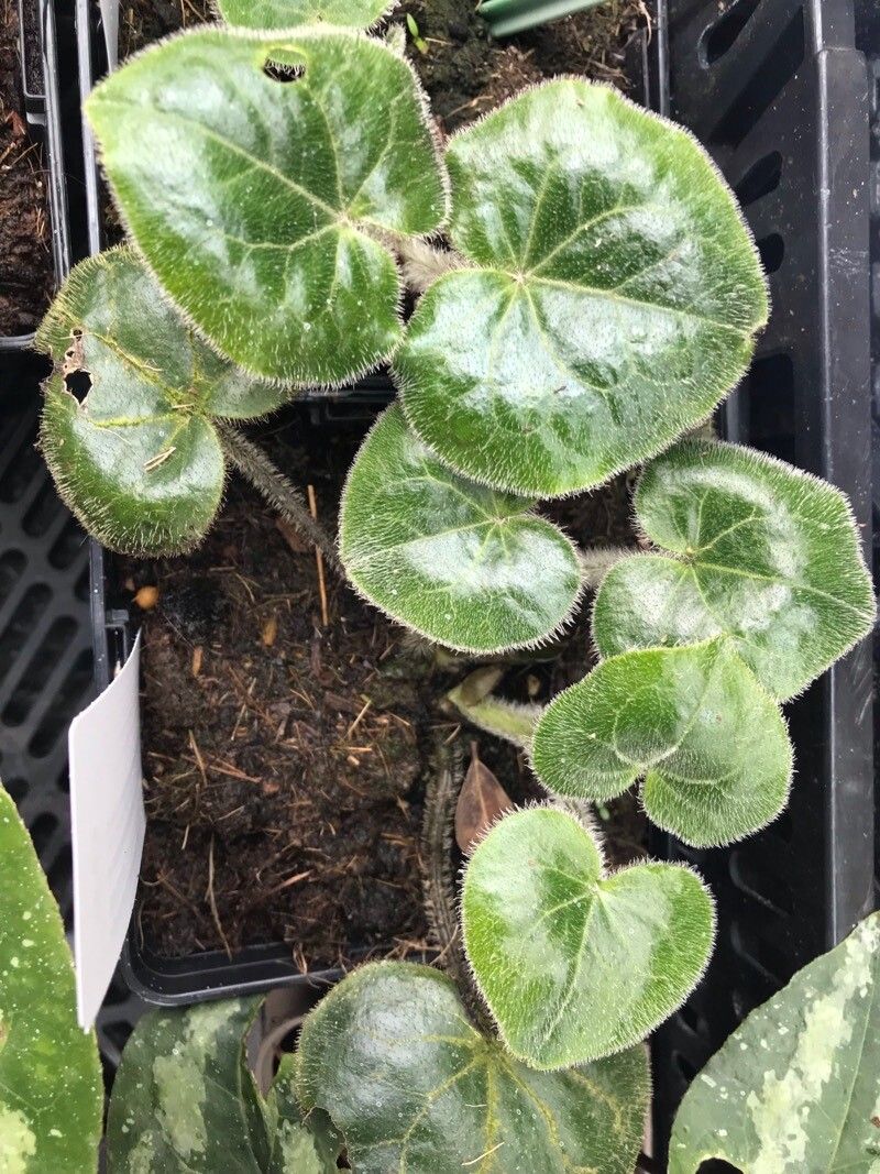 Asarum pulchellum leaf