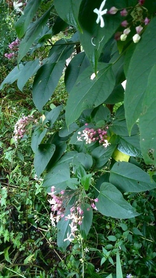 Clerodendron trichotomum — houseplant care guide