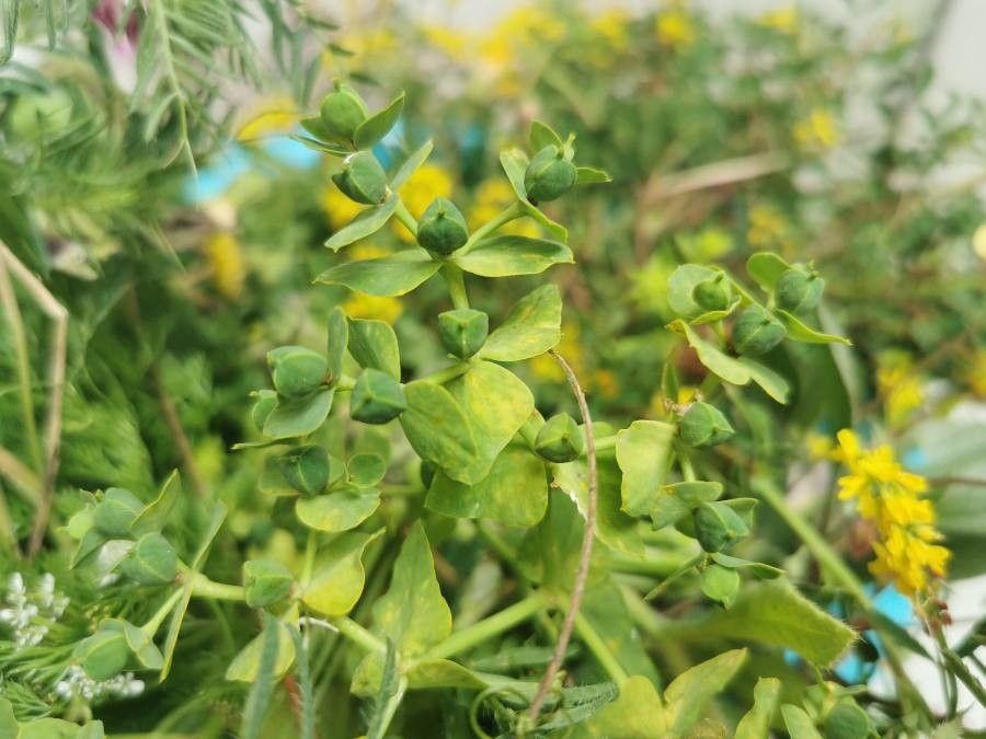 Euphorbia lagascae fruit