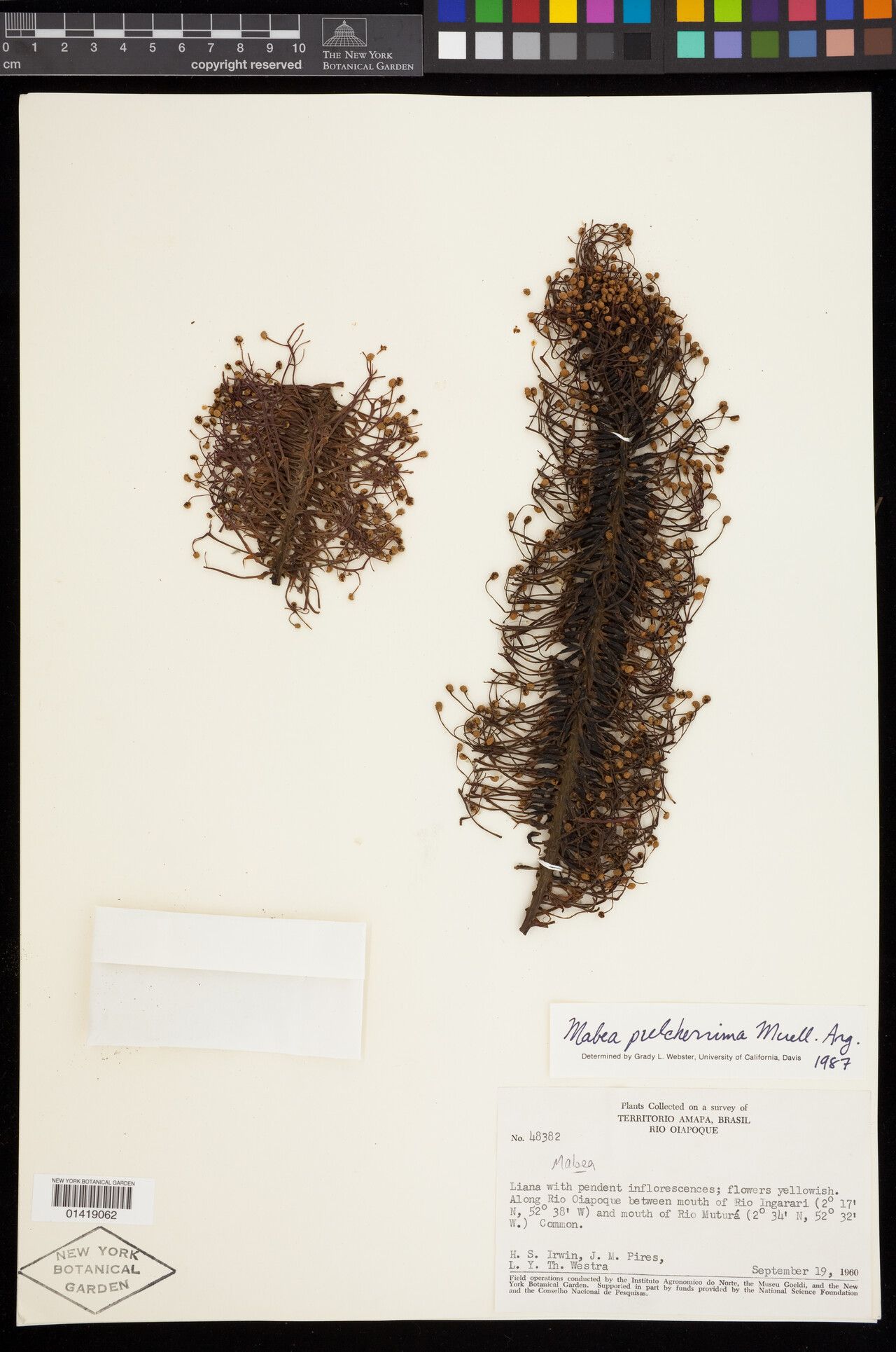 Mabea pulcherrima flower