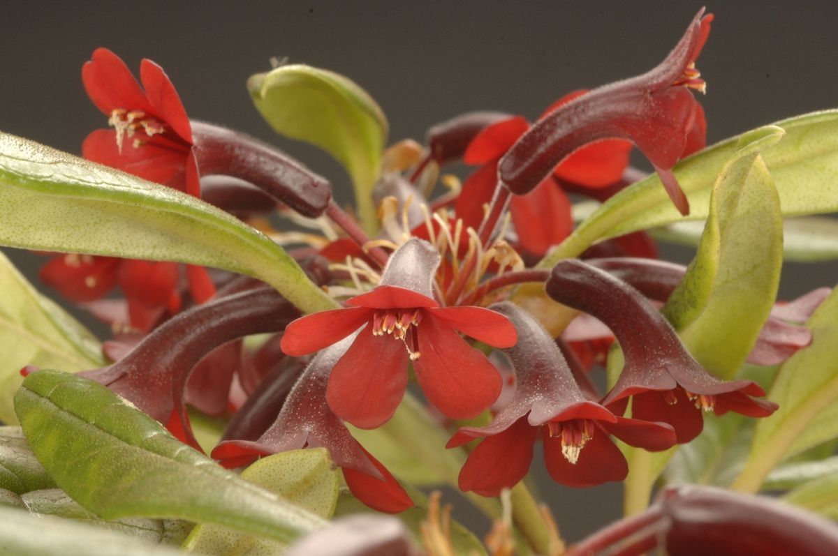 Rhododendron yongii flower