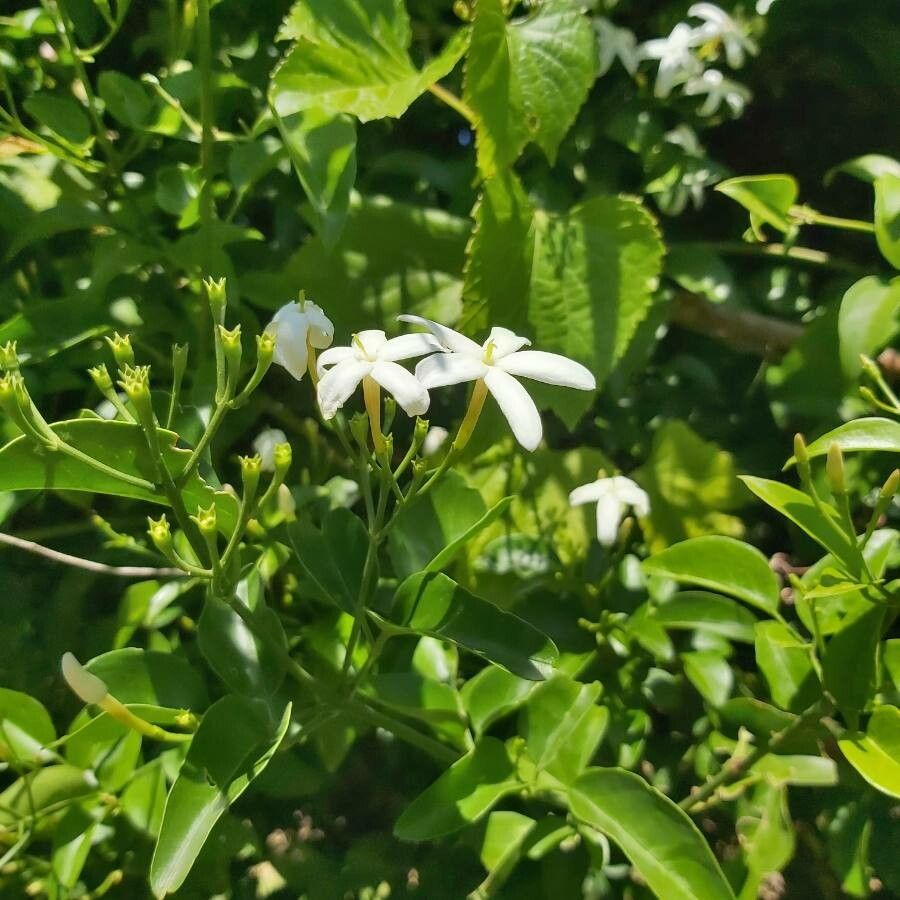 Jasminum azoricum other