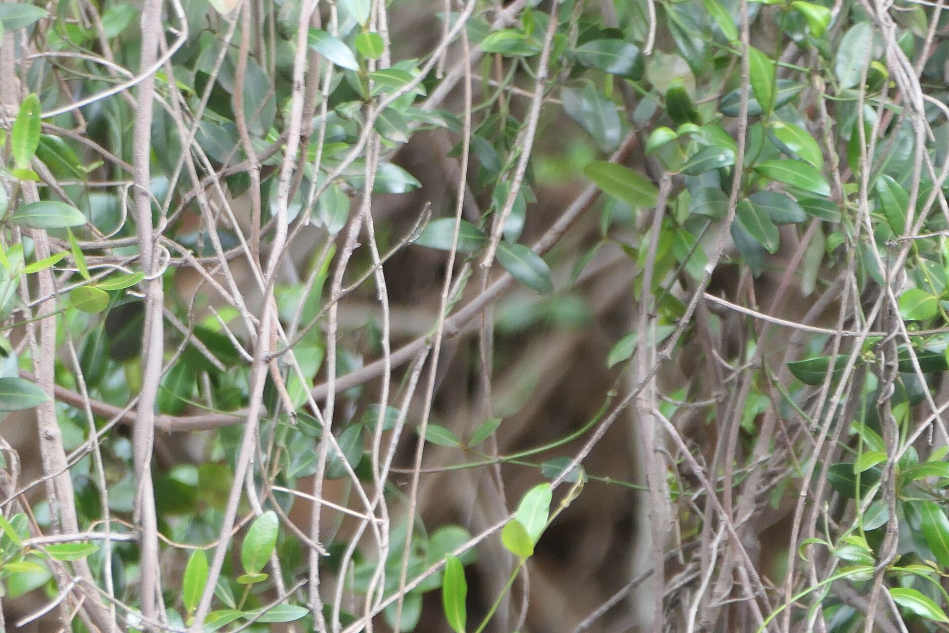 Secamone alpini bark