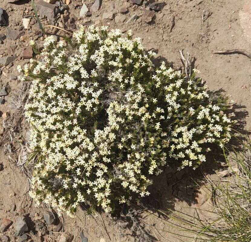 Junellia erinacea habit