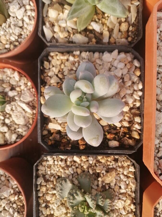 Pachyphytum machucae leaf