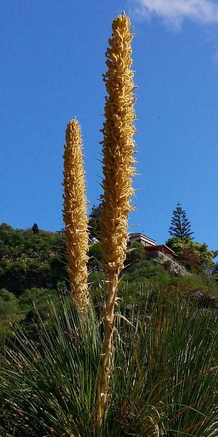 Dasylirion serratifolium flower