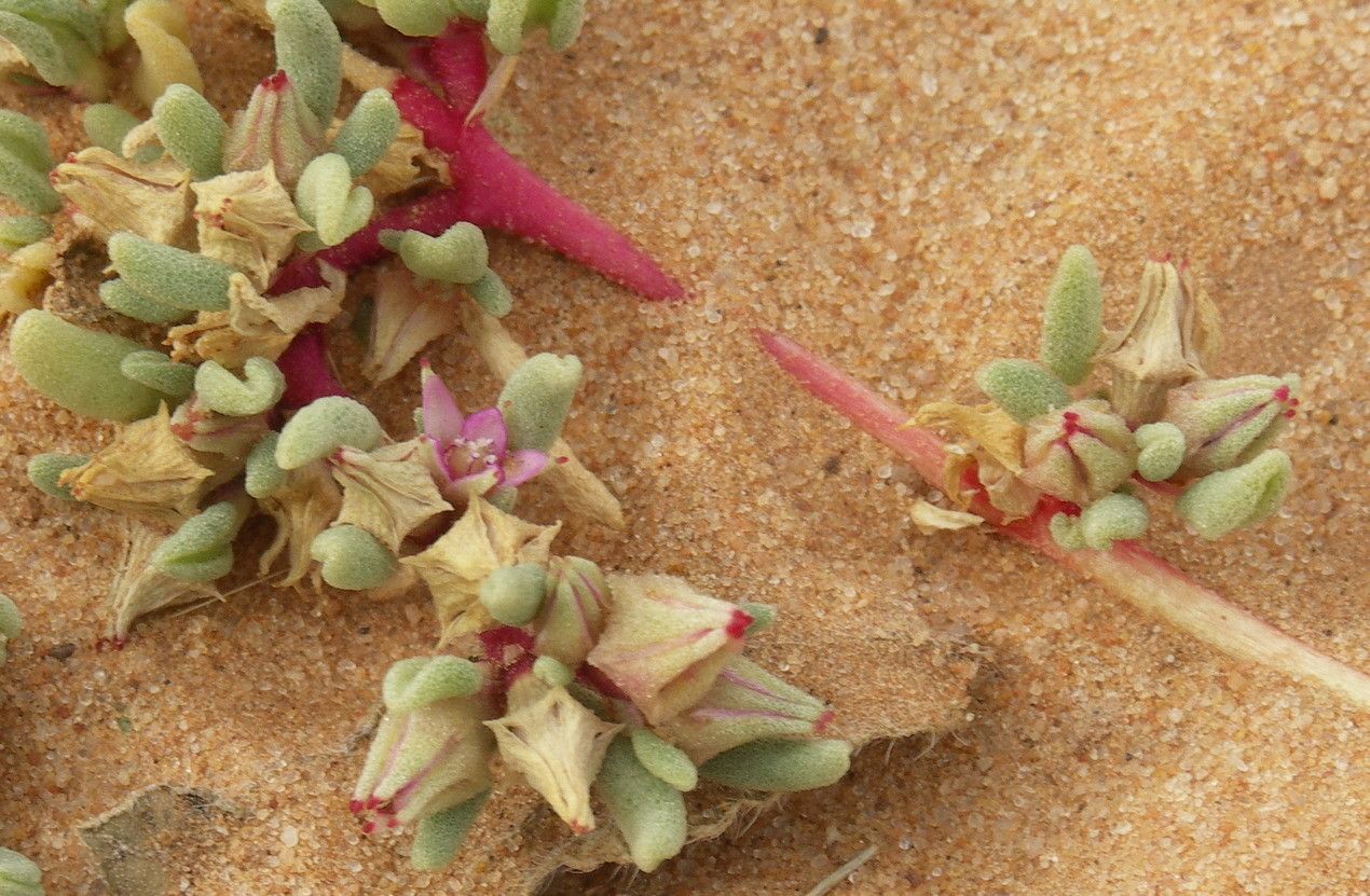 Sesuvium hydaspicum other