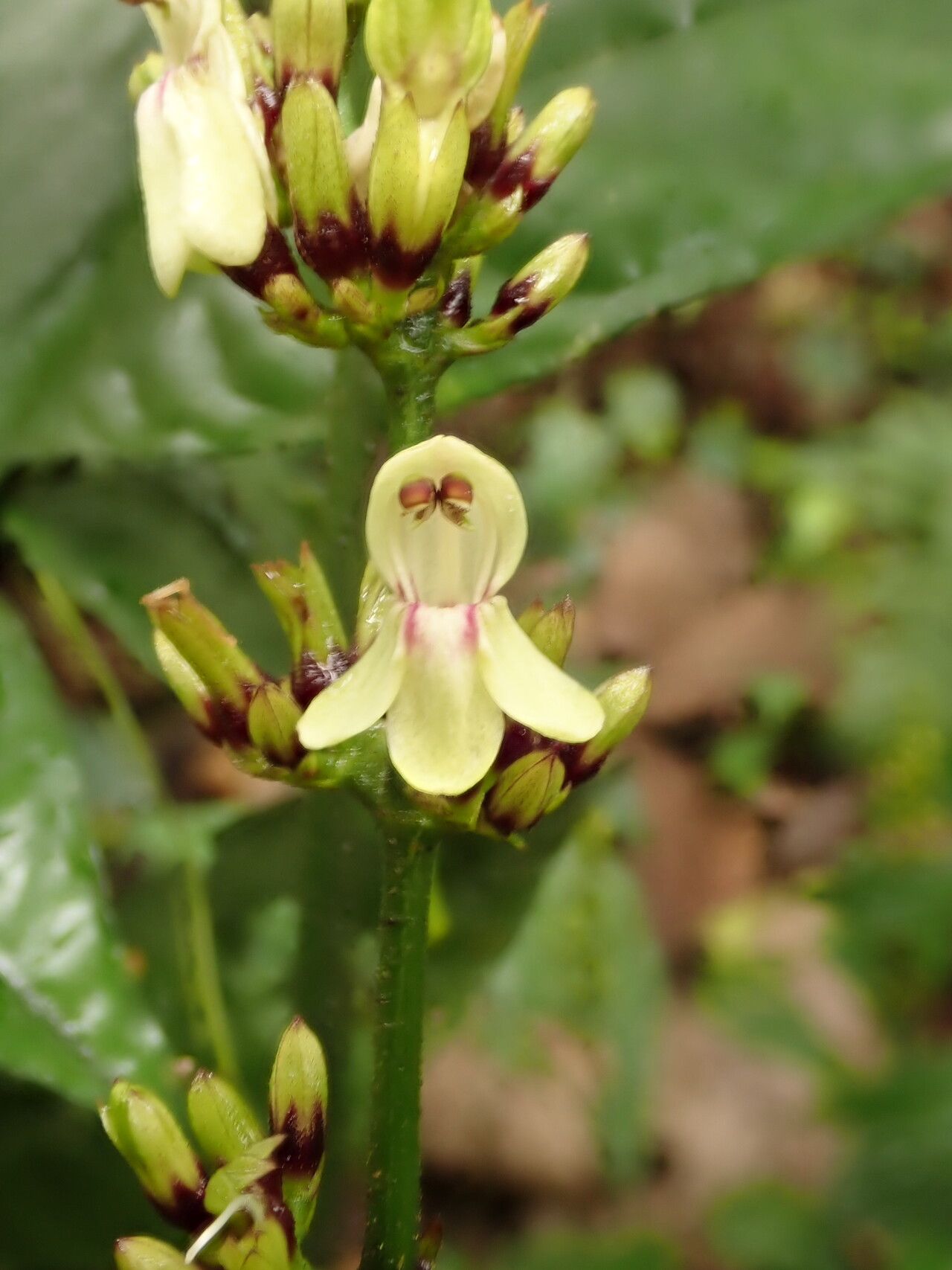 Justicia laxa — houseplant care guide