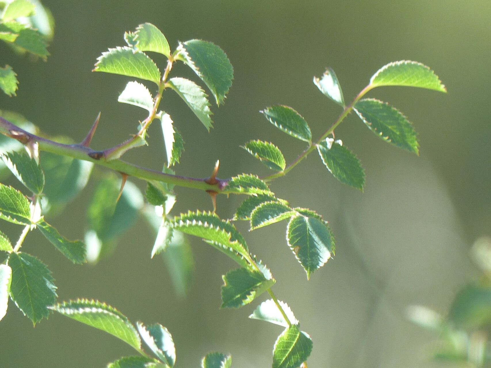 Rosa montana — search result for 'Rosa'