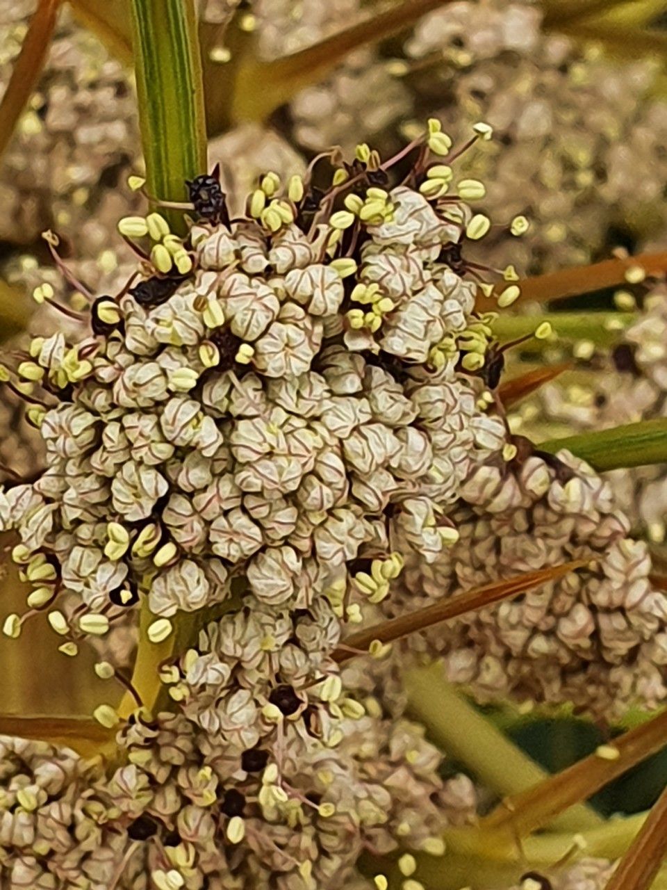Aciphylla aurea fruit