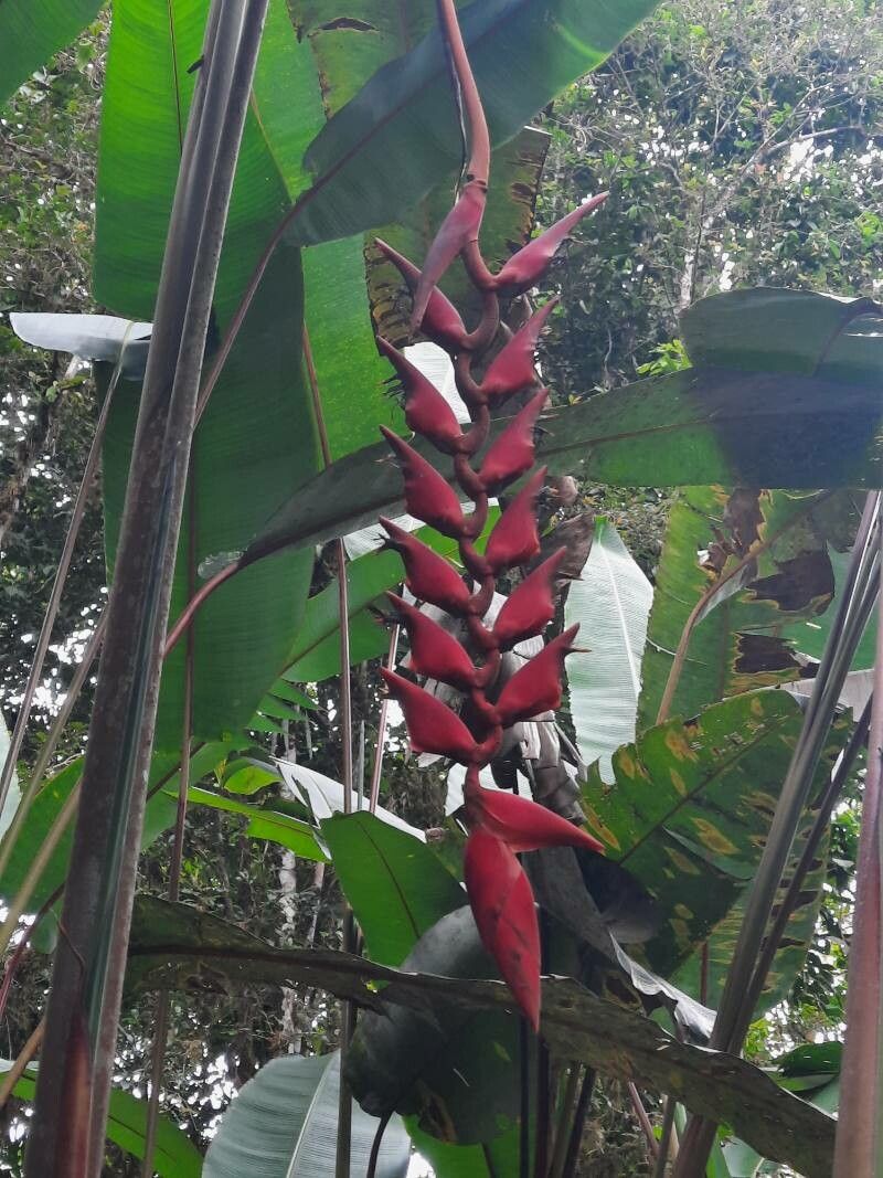 Heliconia stilesii flower