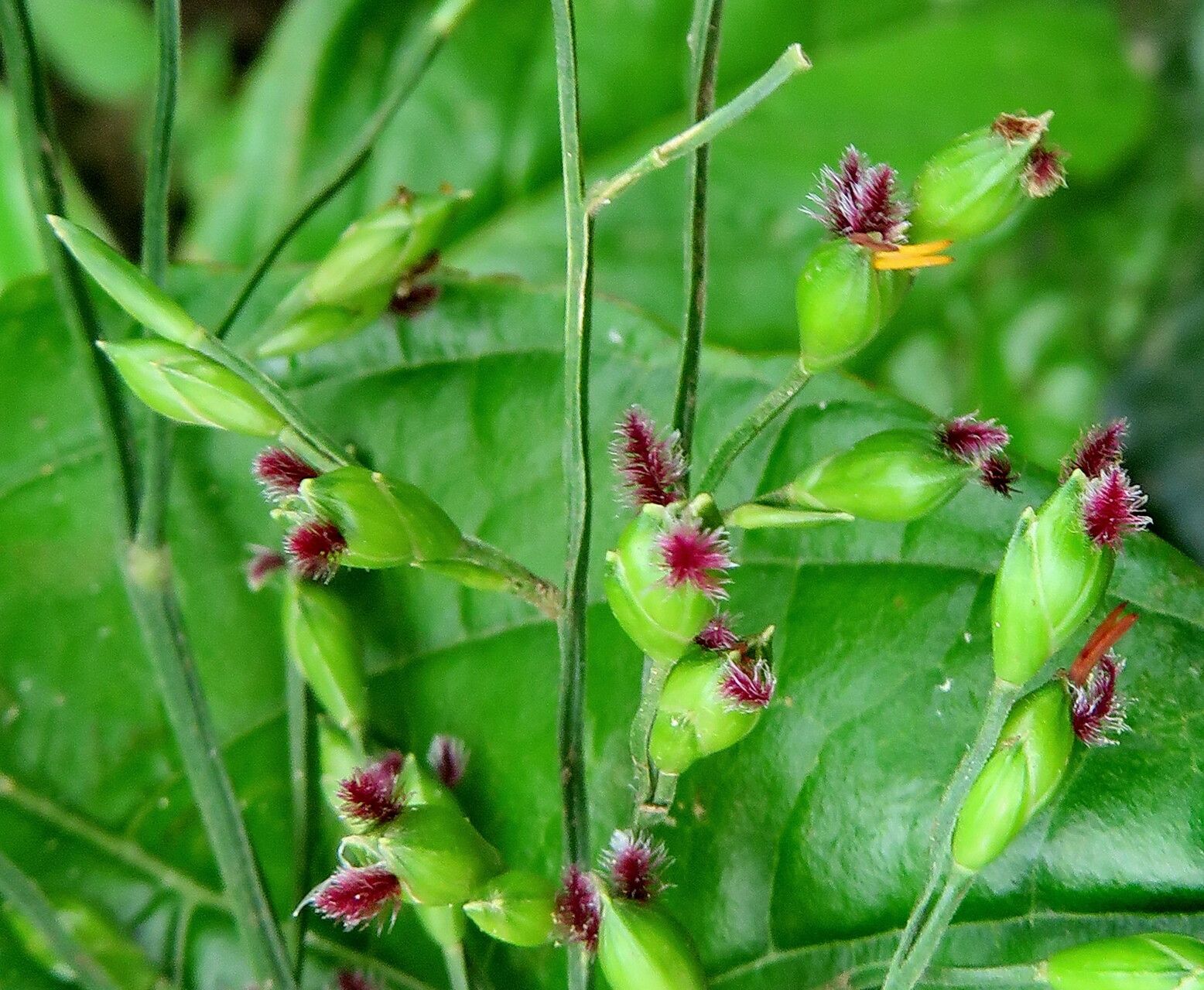 Acroceras zizanioides flower