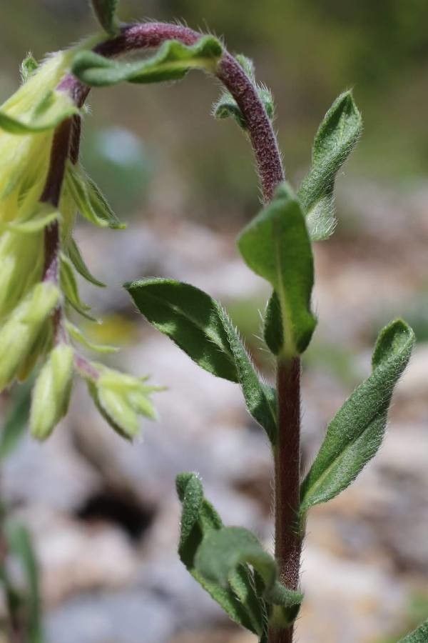Onosma thracica — houseplant care guide