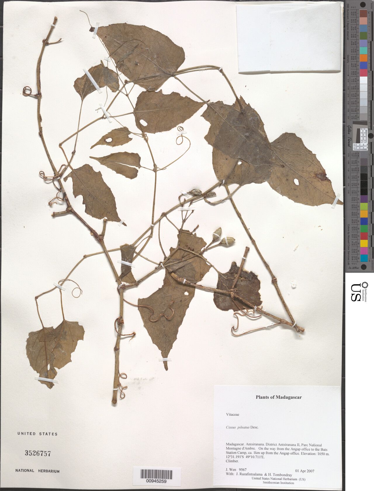 Cissus pileata — houseplant care guide