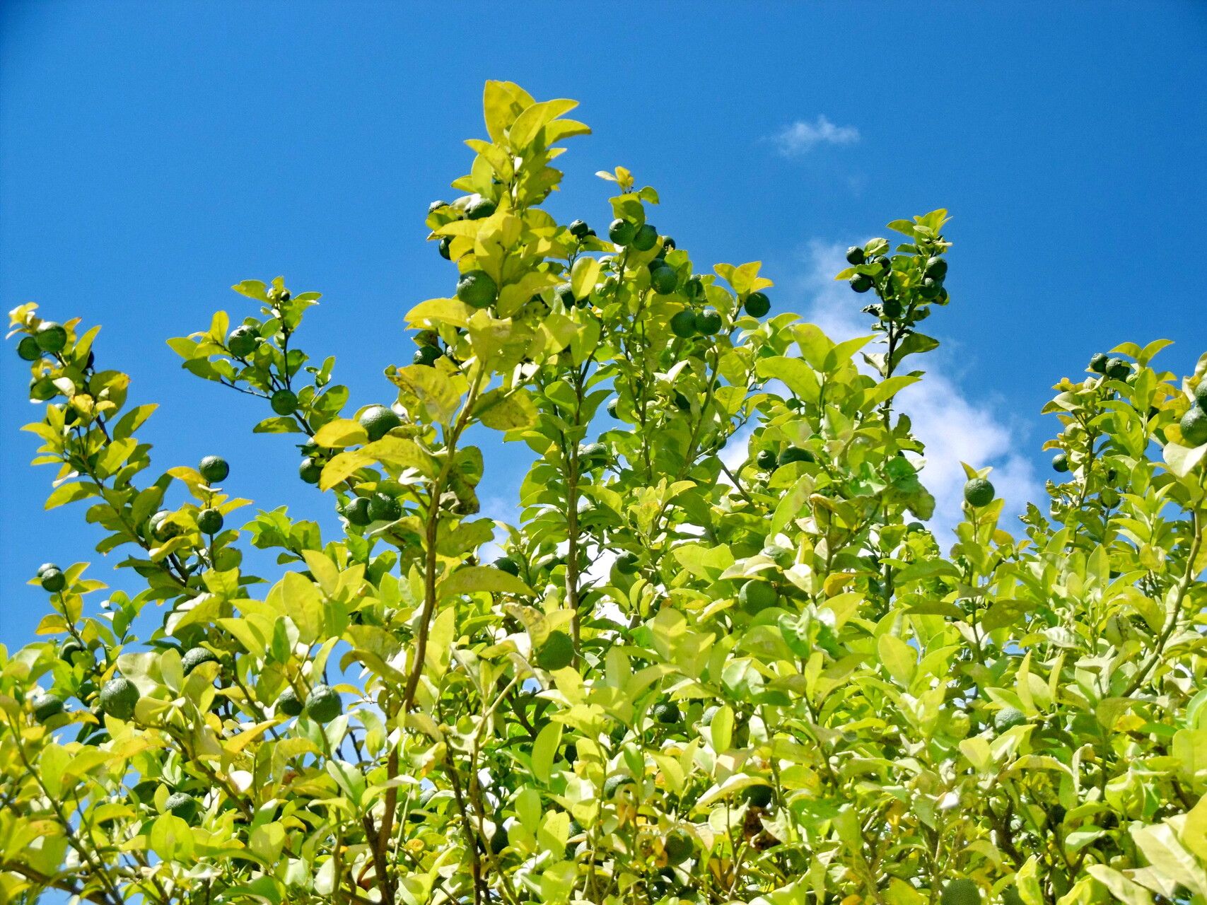 Citrus × aurantiifolia — search result for 'Citrus'