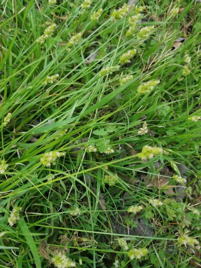 Carex mesochorea — houseplant care guide