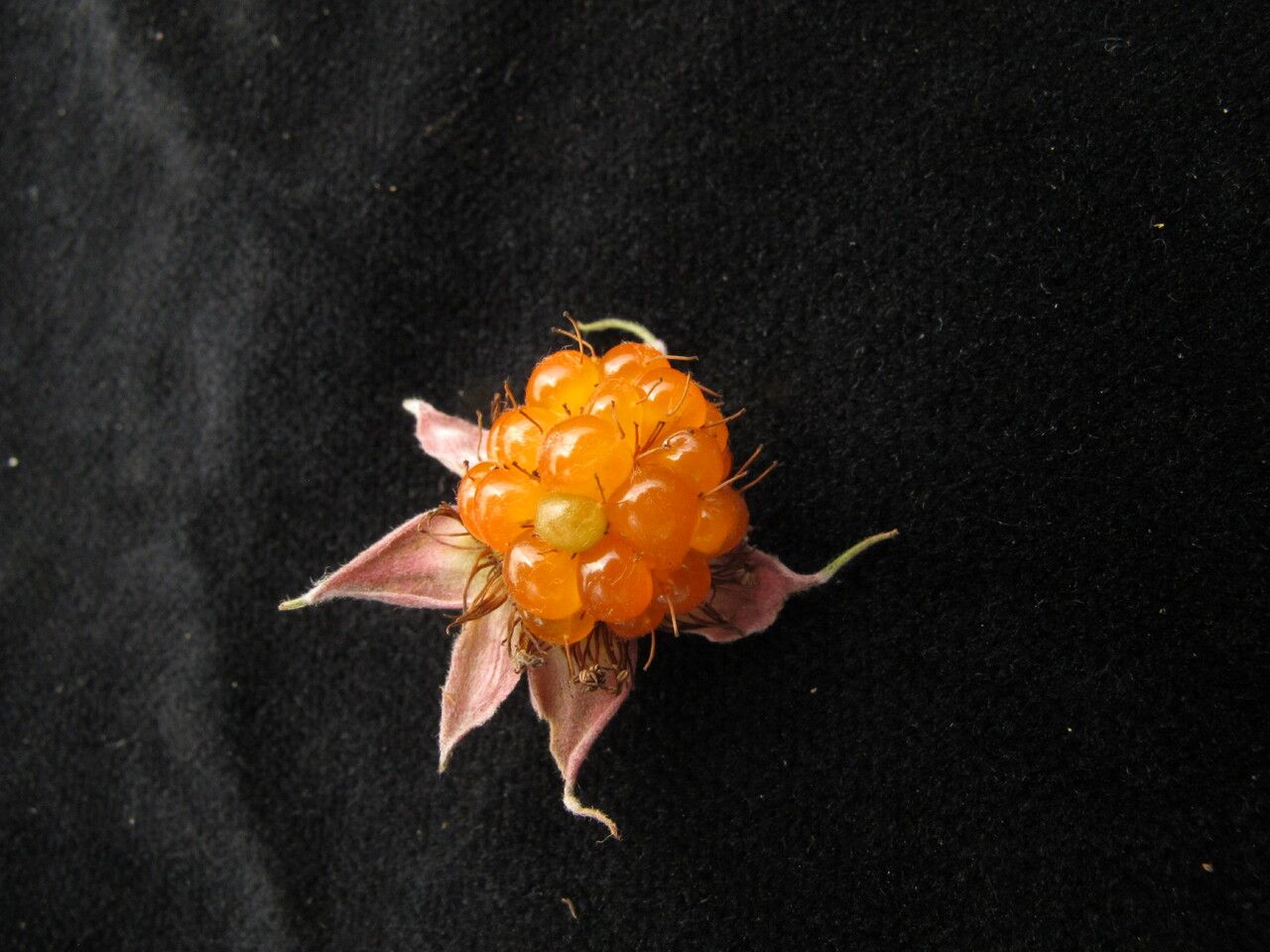 Rubus hoffmeisterianus fruit